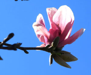 Saucer Magnolia, Magnolia soulangiana, blossoms are a pretty white and pink.