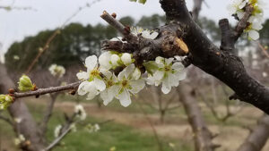 Ozark Premier plum blossoms light up the field and research area.