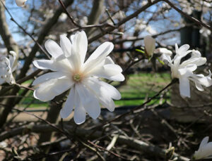 Here is the pretty blossom of Starry Magnolia.