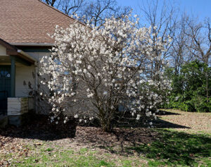 Starry Magnolia, Magnolia stellata, is a small, deciduous tree.