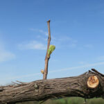 15. F Chardonel E-L 3-4 Wooly bud +/- green showing to Budburst; leaf tips visible.