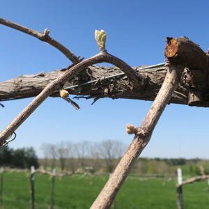 17. F Traminette E-L Stage 3-4 Wooly bud =/- green showing to Budburst; leaf tips visible.