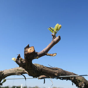 7. NWV Chardonel E-L Stage 4-7 Budburst; leaf tips visible to First leaf separated from shoot tip.