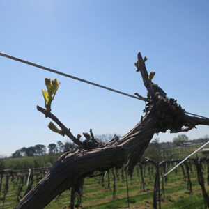 9. R Seyval Blanc E-L Stage 4-7 Budburst; leaf tips visible to First leaf separated from shoot tip.