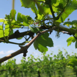 F Norton E-L Stage 27 Setting; young berries enlarging (>2 mm diam.), bunch at right angles to stem.