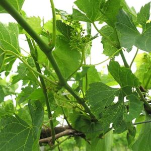 F Vignoles E-L Stage 19 – 20 About 16 leaves separated; beginning of flowering (first flower caps loosening) to 10% caps off.