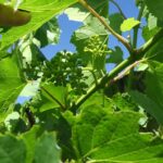 F Vignoles E-L Stage 29 - 31 Berries pepper-corn size (4mm diam.); bunches tending downward to Berries pea-size (7 mm diam.).