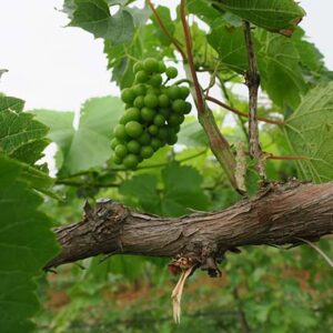 F Vignoles E-L Stage 32 Beginning of bunch closure, berries touching (if berries are tight).