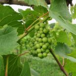 F Vignoles E-L Stage 33 Berries still hard and green.