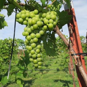 R Seyval Blanc E-L Stage 34 Berries begin to soften; Sugar starts increasing.