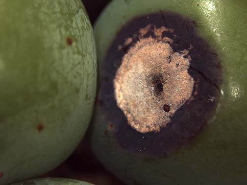 Here is a close up of the lesion on the fruit.