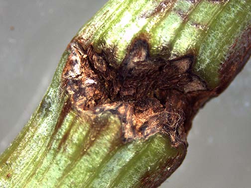 Close-up of a stem lesion that almost girdles the shoot.