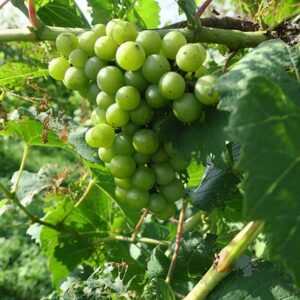 F Chardonel E-L Stage 34 - 35 Berries begin to soften; Sugar starts increasing to Berries begin to colour and enlarge.