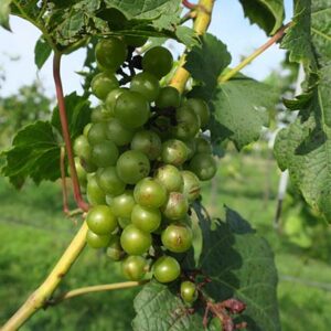 NWV Chardonel E-L Stage 34 - 35 Berries begin to soften; Sugar starts increasing to Berries begin to colour and enlarge.