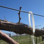 F Vignoles E-L Stage 1 – 2 Winter bud to Bud scales opening.