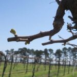 F Chardonel E-L Stage 3-4 Wooly bud +/- green showing to Budburst; leaf tips visible.