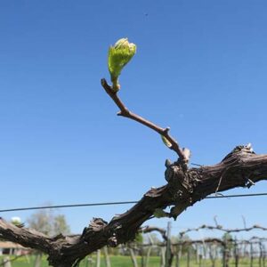 F Chardonel E-L Stage 4-7 Budburst; leaf tips visible to First leaf separated from shoot tip.