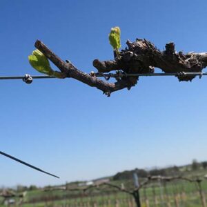 NWV Chardonel E-L Stage 4-7 Budburst; leaf tips visible to First leaf separated from shoot tip.