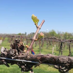 R Seyval Blanc E-L Stage 4-7 Budburst; leaf tips visible to First leaf separated from shoot tip.