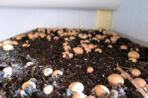 A close-up of the middle box of Bella mushrooms. April 1.