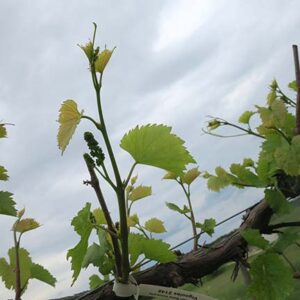 F Vignoles E-L Stage 13 - 15 6 leaves separated to 8 leaves separated, shoot elongating rapidly; single flowers in compact groups.