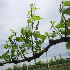 NWV Chardonel E-L Stage 12 - 15 5 leaves separated; shoots about 10 cm long; inflorescence clear to 8 leaves separated, shoot elongating rapidly; single flowers in compact groups.