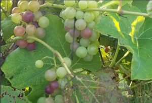 Mars table grape is undergoing veraison, changing color signaling the beginning of ripening.