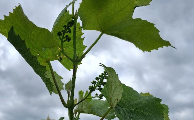 E-L 14: Seven leaves separated; “Grapevine at E-L 14, with seven leaves separated.”