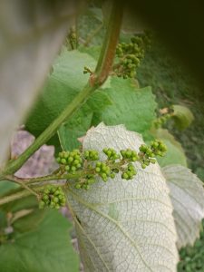 E-L 12 (4–5 leaves separated)“Grapevine at E-L 12, four to five leaves separated, shoots elongating with visible tendrils and small clusters.”