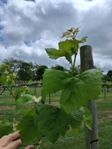 E-L 13: Six leaves separated; “Grapevine at E-L 13, with six leaves separated.”