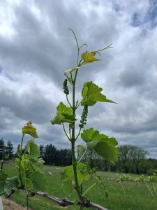 E-L 15: Six to seven leaves separated, inflorescences developing