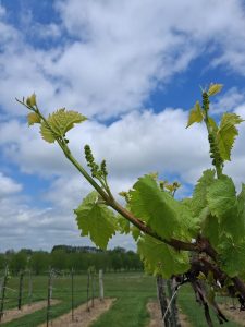 E-L 14: Seven leaves separated; “Grapevine at E-L 14, with seven leaves separated.”