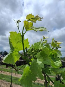 E-L 14: Seven leaves separated; “Grapevine at E-L 14, with seven leaves separated.”