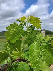 E-L 14: Seven leaves separated; “Grapevine at E-L 14, with seven leaves separated.”