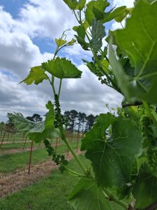 E-L 15: Six to seven leaves separated, inflorescences developing