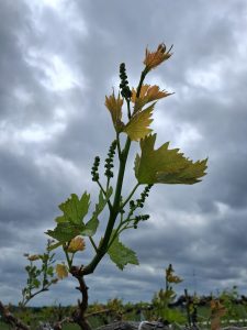 E-L 13: Six leaves separated; “Grapevine at E-L 13, with six leaves separated.”