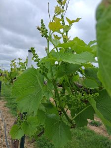 E-L 14: Seven leaves separated; “Grapevine at E-L 14, with seven leaves separated.”