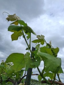 E-L 12 (4–5 leaves separated)“Grapevine at E-L 12, four to five leaves separated, shoots elongating with visible tendrils and small clusters.”