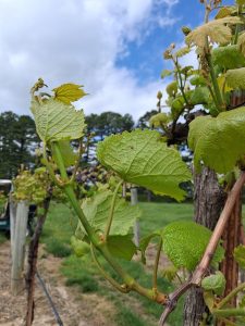 E-L 14: Seven leaves separated; “Grapevine at E-L 14, with seven leaves separated.”