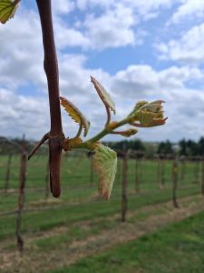E-L 13: Six leaves separated; “Grapevine at E-L 13, with six leaves separated.”
