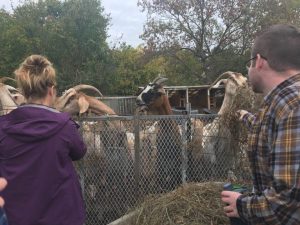 students working with cattle on farm