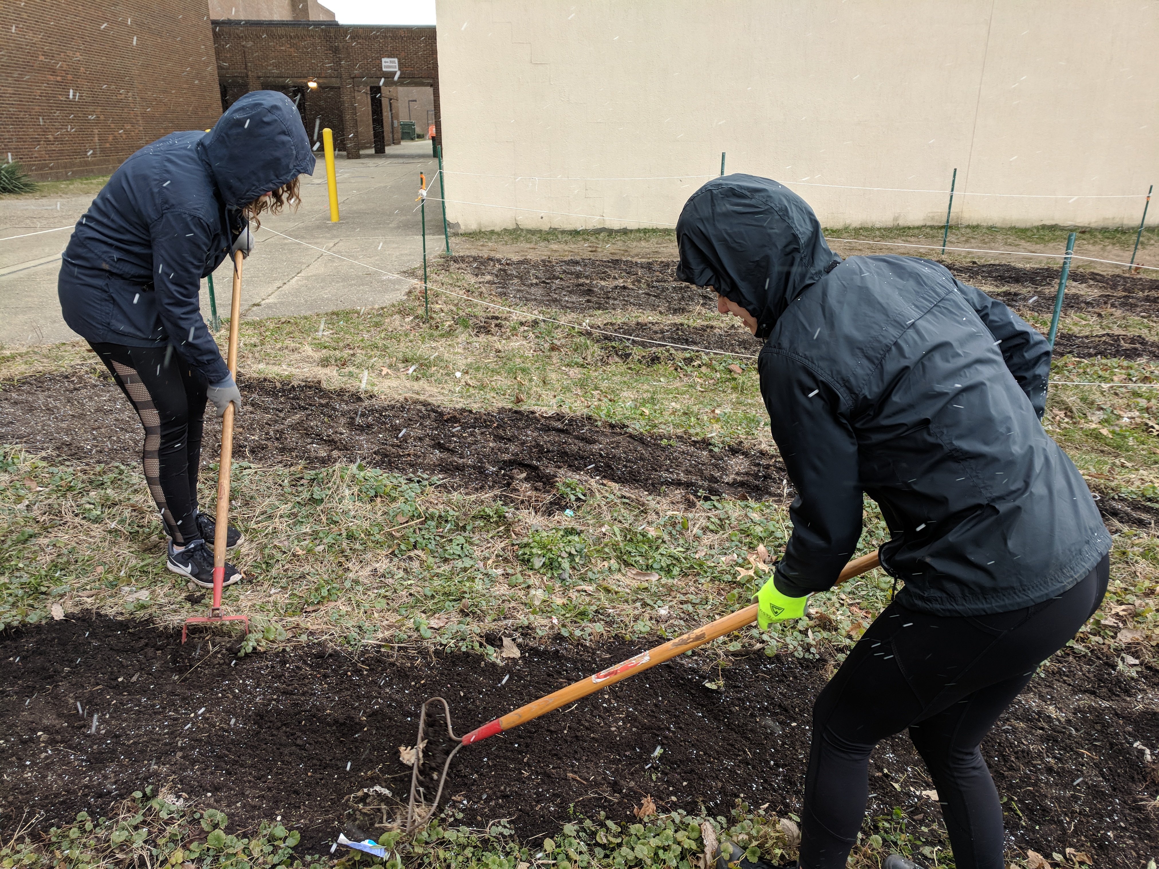 Students rake the soil to clear the debris to the sides of the beds.