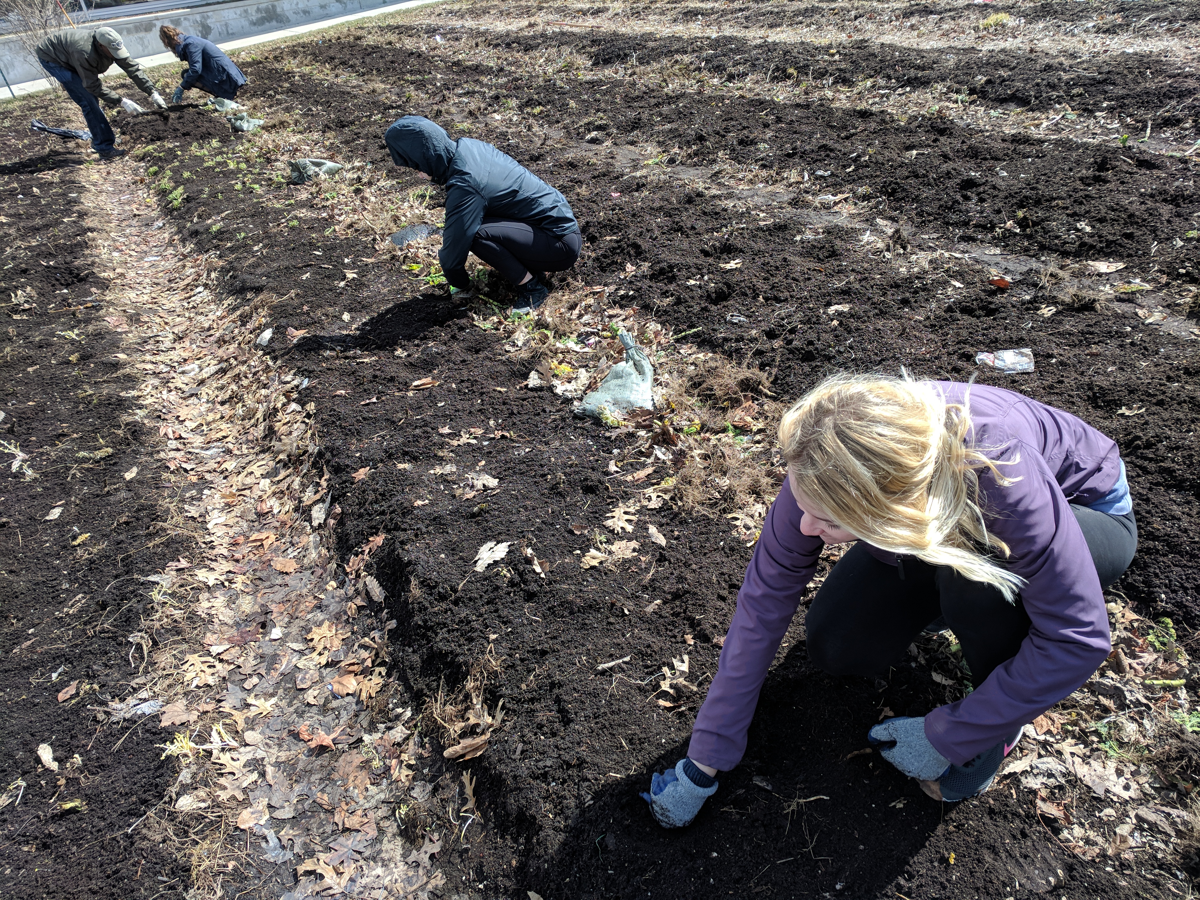 Students are pulling weeds from recently uncovered garden beds