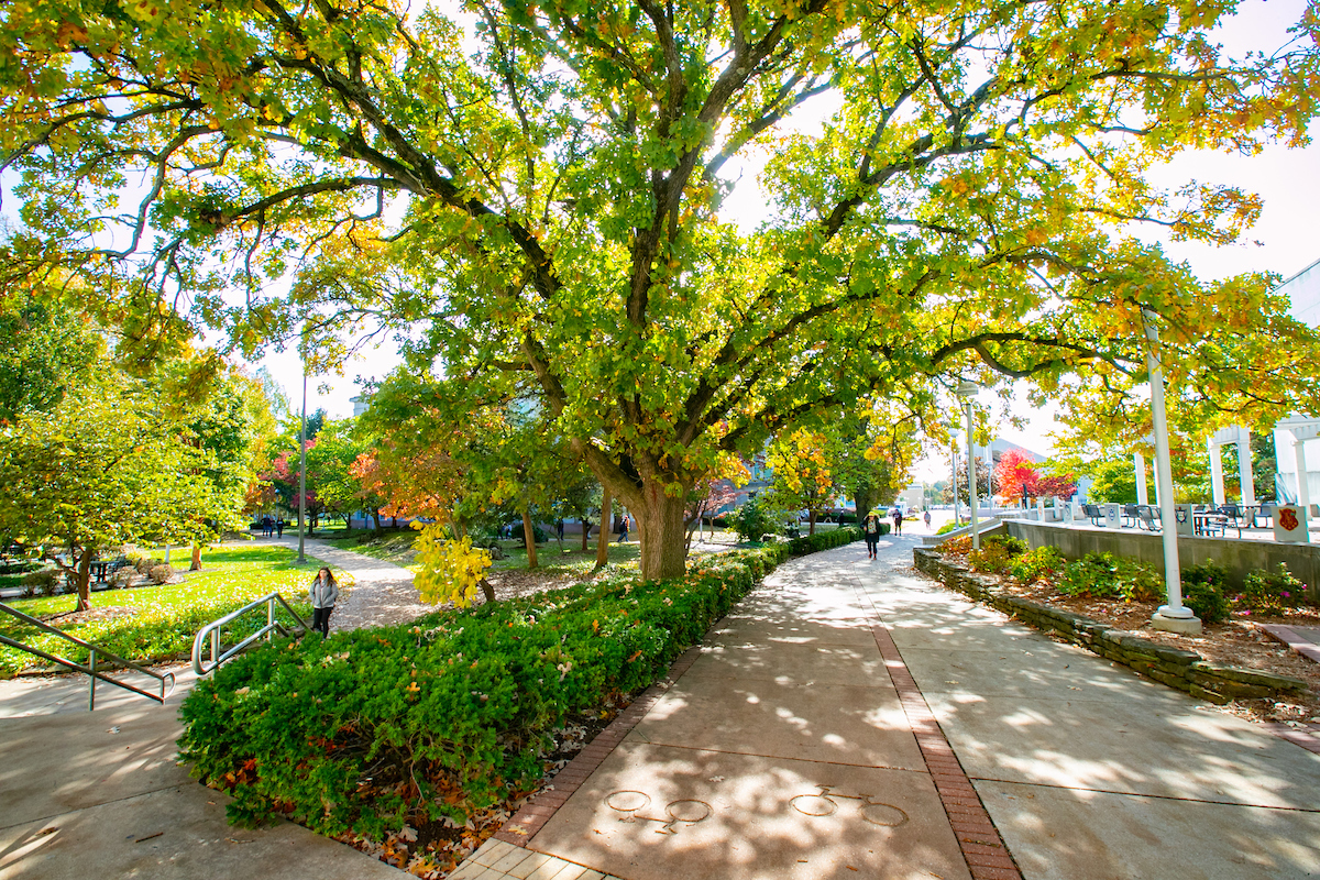 A wide-branching tree on the Missouri State University Springfield campus.