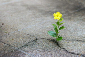 Yellow flower growing through concrete