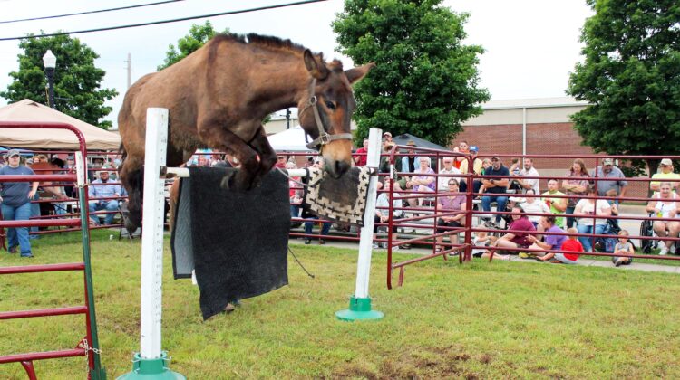 A mule jumps over a hurdle at the Old Time Music: Ozarks Heritage Festival