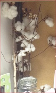 Cotton branches in Peggy Gilbert's office