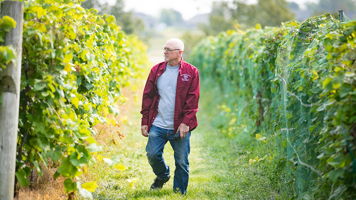 Karl Wilker walks through the vineyard at Mountain Grove.