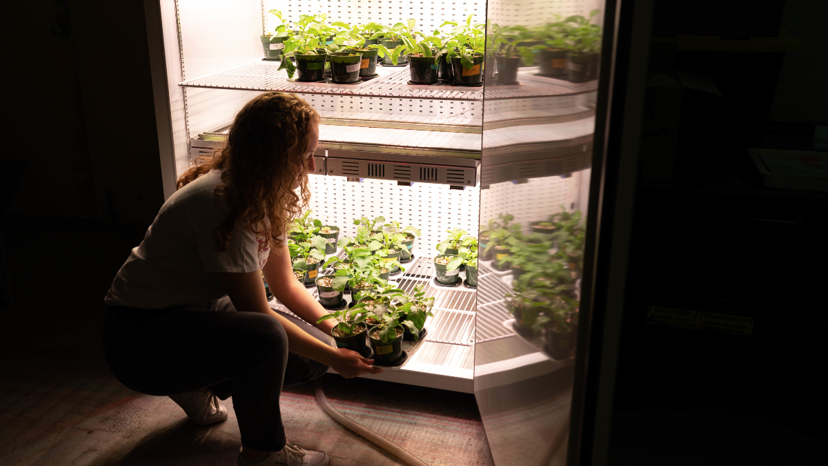 Student pulls tray of plants out of growth chamber.