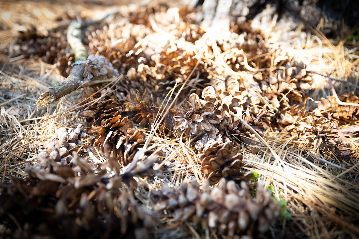 Pine cones and tree matter underneath a long-leaf pine. 